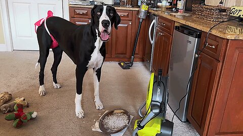 Great Dane Eats Ice From The Diy Air Conditioner - Ac Hack