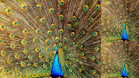 Peacock Dance Display - Peacocks Opening Feathers HD