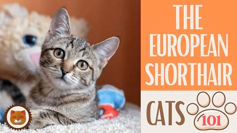🐱 Cats 101 🐱 EUROPEAN SHORTHAIR CAT - Top Cat Facts about the EUROPEAN S