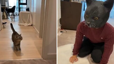 Cute cat scared by owner's new appearance