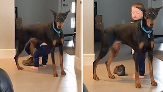 Persistent Boy Hilariously Tries To Put Dog's Paw Into Shoe