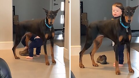 Persistent Boy Hilariously Tries To Put Dog's Paw Into Shoe