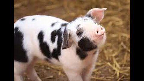 Cute Baby Micro Teacup Pig - BEST Compilation!