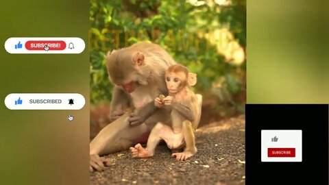 Lovely Mom & Child Monkey spending time together... Pls Dont Forget to Subscribe and Like. THx