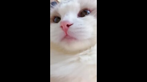 #shorts cat meme & kitten (tik tok video] funny cats meow baby cute compilation [cat-cash home)