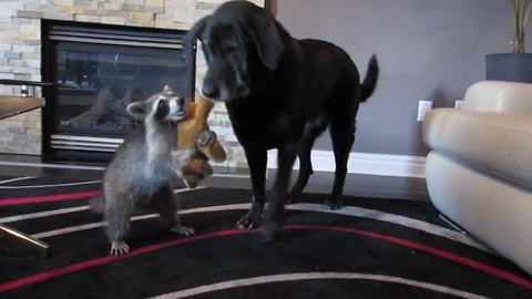 A Dog and a Raccoon Share An Incredible Bond. Watch How They Spend Their Free Time.