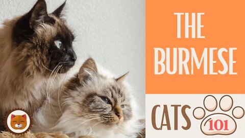 🐱 Cats 101 🐱 BURMESE CAT - Top Cat Facts about the BURMESE #KittensCorner
