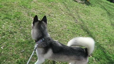 Husky protects family from harmless inanimate object