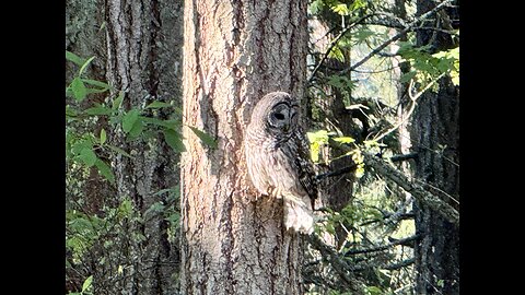Owl in Washington State Pacific Northwest