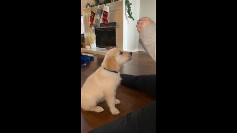 Puppy tricks!!🥺🥰🐶