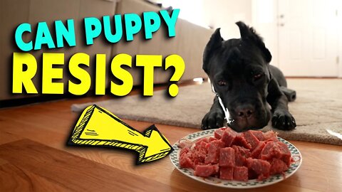 Can Puppy Resist? Testing Puppies Stay With Food! Cane Corso