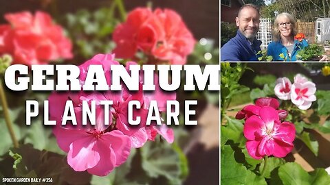 😃 Pelargonium Geranium Plant Care - SGD 356 😃