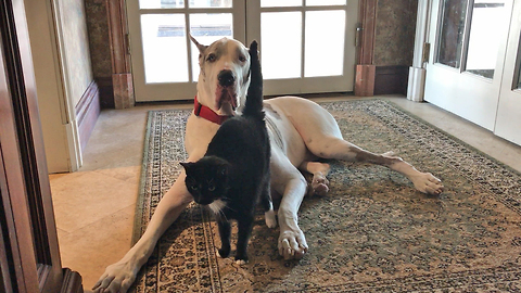 Patient Great Dane gets pestered by noisy cat