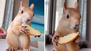 The majestic squirrel eats an apple