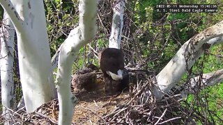 USS Eagles - Mom feeding