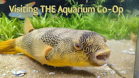 Dive into the Aquarium Co-Op Adventure: Meet Murphy, the Giant Mbu Puffer Fish!