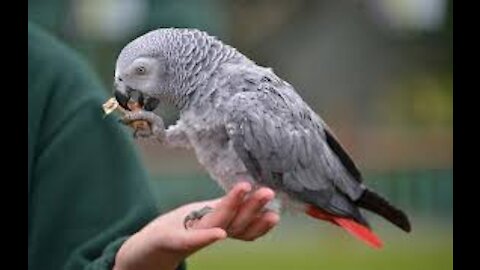 A strange parrot bird imitates everything he orders