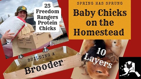 @Homesteading Family raising meat chickens system ￼￼| Building a brooder | layers & Protein Chicks