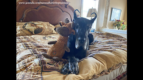 Sweet Great Dane Loves To Snuggle With Her Stuffie Toys In Bed