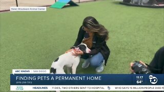 Pet of the Week: Clearwater