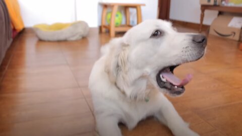 Dog Yawn! Funny Golden Retriever Puppy Bailey Yawn Compilation