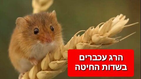 חיטה זה רצח - מוצרי חיטה הורגים עכברים באכזריות | ד"ר פול מייסון