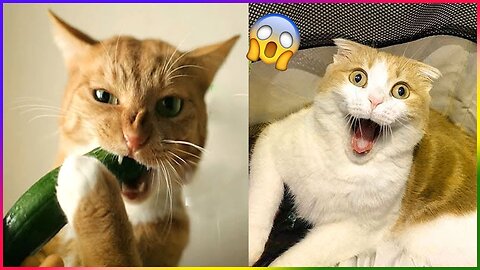 animals funny video cat and dog 😂😂 | #comdey #comdey_video #funnyvideo2023 #funny