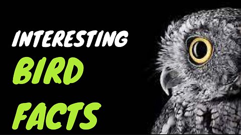 Amazing Facts about Birds | Daily Pets Life