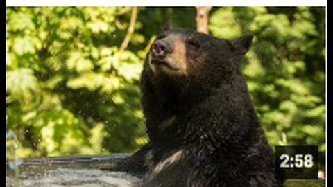Oregon Zoo black bear dies suddenly of cardiac arrest...