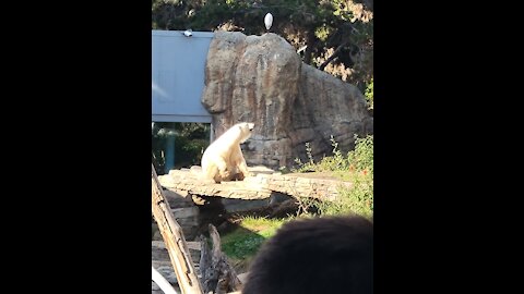 San Diego Zoo & Birthday 2021