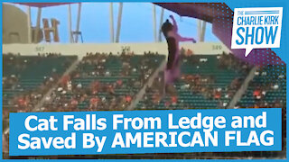 Cat Falls From Ledge and Saved By AMERICAN FLAG