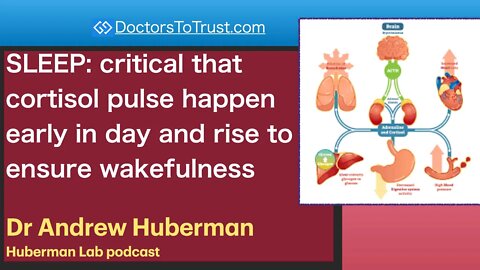 ANDREW HUBERMAN 1 | SLEEP: critical: cortisol pulse happen early in day & rise to ensure wakefulness