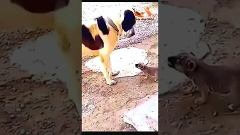 😂funny video😂 Big dog VS baby dog very funny video #babydog #bigdogs #puppies #Petsandwild