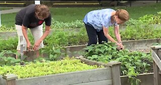 Hundreds of pounds of produce stolen