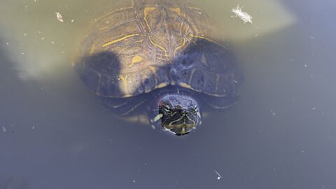 Red eared slider turtles swimming