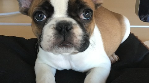 Tiny puppy desperately wants to play with much larger dog