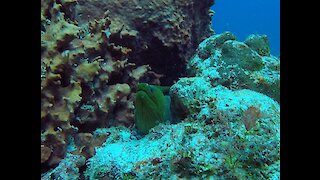 Huge 6 Foot Moray Eel Hides From Divers