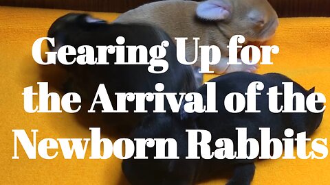 Gearing Up for the Arrival of the Newborn Rabbits