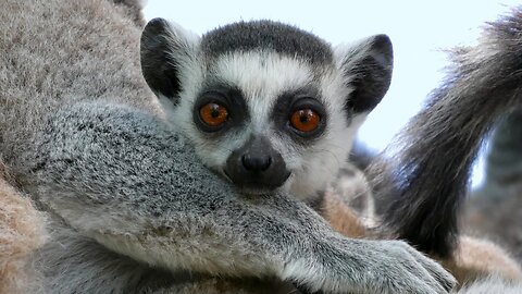 Lemur Catta (Animals in 4K series)