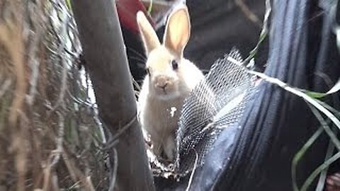 Hope For Paws rescuing a cute little bunny!! Please share so we can find her a home. #bunny