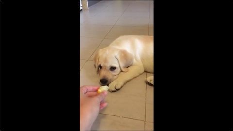 Labrador puppy very unsure of healthy food