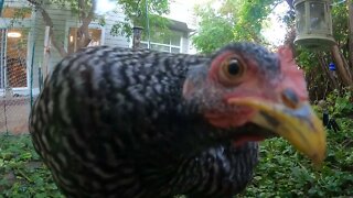 My Backyard Chickens - Episode 78