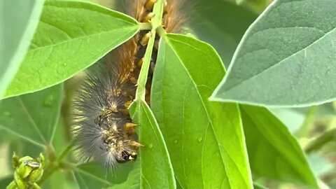 Woolly Bears everywhere!!!