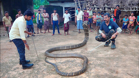 When the world's longest snake King Cobra came out inside the hut, you will be stunned to see it