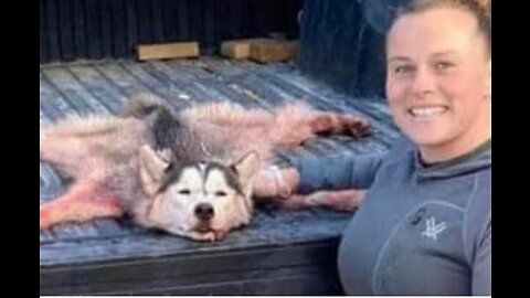 Montana Woman Charged For Killing and Skinning Husky