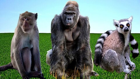 Som dos Macacos - Animais Primatas - Som dos Lêmures - Gorilas - Chimpanzés