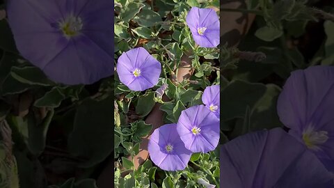 What is a Dwarf Morning Glory?