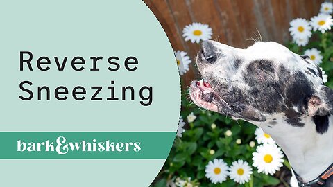 Dr. Becker Discusses Reverse Sneezing