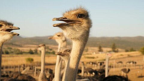 South African town sees gold in ostrich plumes