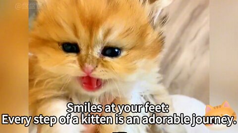 Smiles at your feet: Every step of a kitten is an adorable journey.
